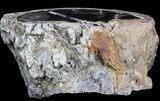 Polished Petrified Wood (Palm) Section - Eden Valley #41171-1